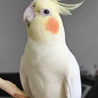 عروس هلندی گم شده