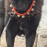 سگ مولد