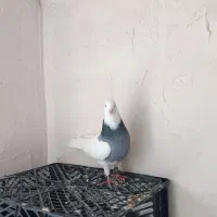 کبوتر