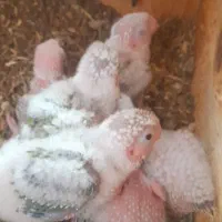 جوجه گرینچیک اناناسی