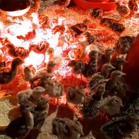 جوجه بوقلمون