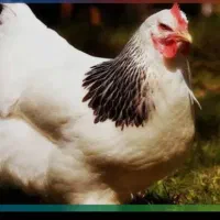 فروش تجهیزات کامل مرغ زنده فروشی