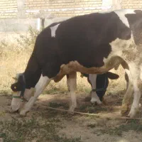 گاو گوساله