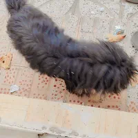 پاپی مشکی نژاد دار زرنگ وباهوش