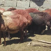 10رئس میش داشتی جوان سالم سرحال