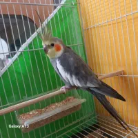 عروس هلندی نر