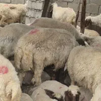 گوسفند داشتی