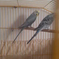 مرغ عشق رینبو خاص