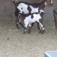 بز جوان دورگ پنجابی زه اول با کره نر
