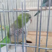 طوطی راهب ملنگو