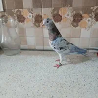 کبوتر پرشی