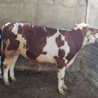 دو راس گوساله نر سیمنتال جنس اصل