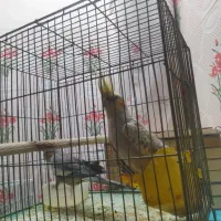 دو عدد جوجه عروس هلندی نر و ماده