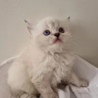 گربه اسکاتیش