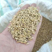 جو آبی و چاق