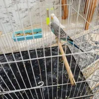 مرغ عشق