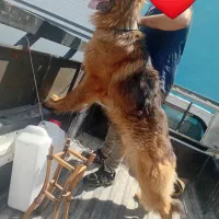 سگ ژرمن king