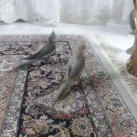 عروس هلندی
