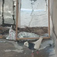 کبوتر طوقی
