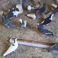 کفتربوم پرشی