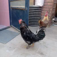 خروس برهما