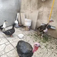 پرنده