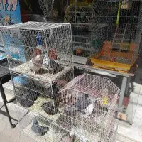 فروش بوم کبوتر