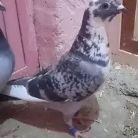 جفت نروماده ضمانتی