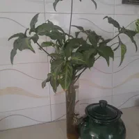قلمه ی ریشه دار سینگونیوم