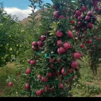 نهال آریا|خدمات باغبانی و درختکاری|تهران, آذربایجان|دیوار