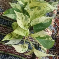 انواع پتوس