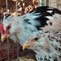 مرغ و خروس ۳ ماهه گلین اصیل