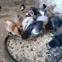 جوجه مرغ گلین ولاری