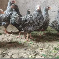 مرغ وجوجه مرغ