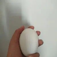 تخم غاز دونه 70000