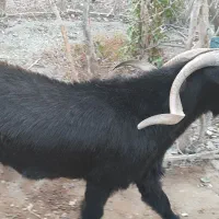 فروش بز نر.