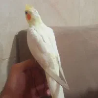 عروس هلندی