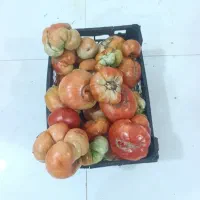 گوجه کوردی
