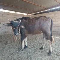 نر گاومیش