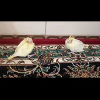 جوجه نرم خور لوتینو