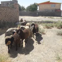 بره داشتی