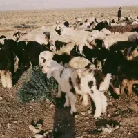 پ ش م چ ی ن میش ناز دار