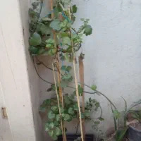تعدادی گلدان گل