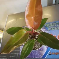گل فیلودندرون