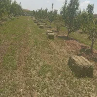 یونجه مخسوس برای پروری پرس تعداد ۲۵۰ قیمت هر کیلو