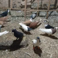 کبوتر