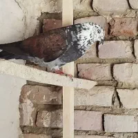 ماده سوسکی گرفتنی