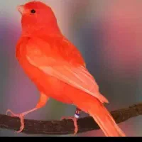 قناری نر