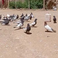 کبوتر سینه سیاه