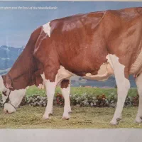 کارشناس گاوداری